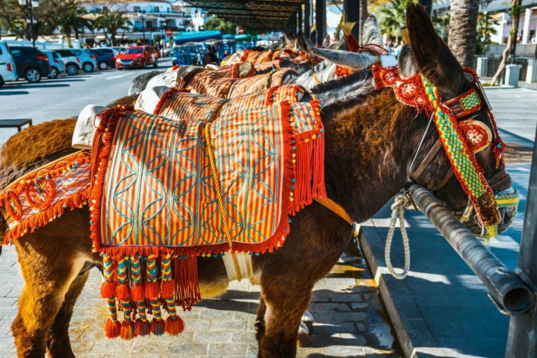 Ejemplares de burros taxi en Mijas (Málaga)