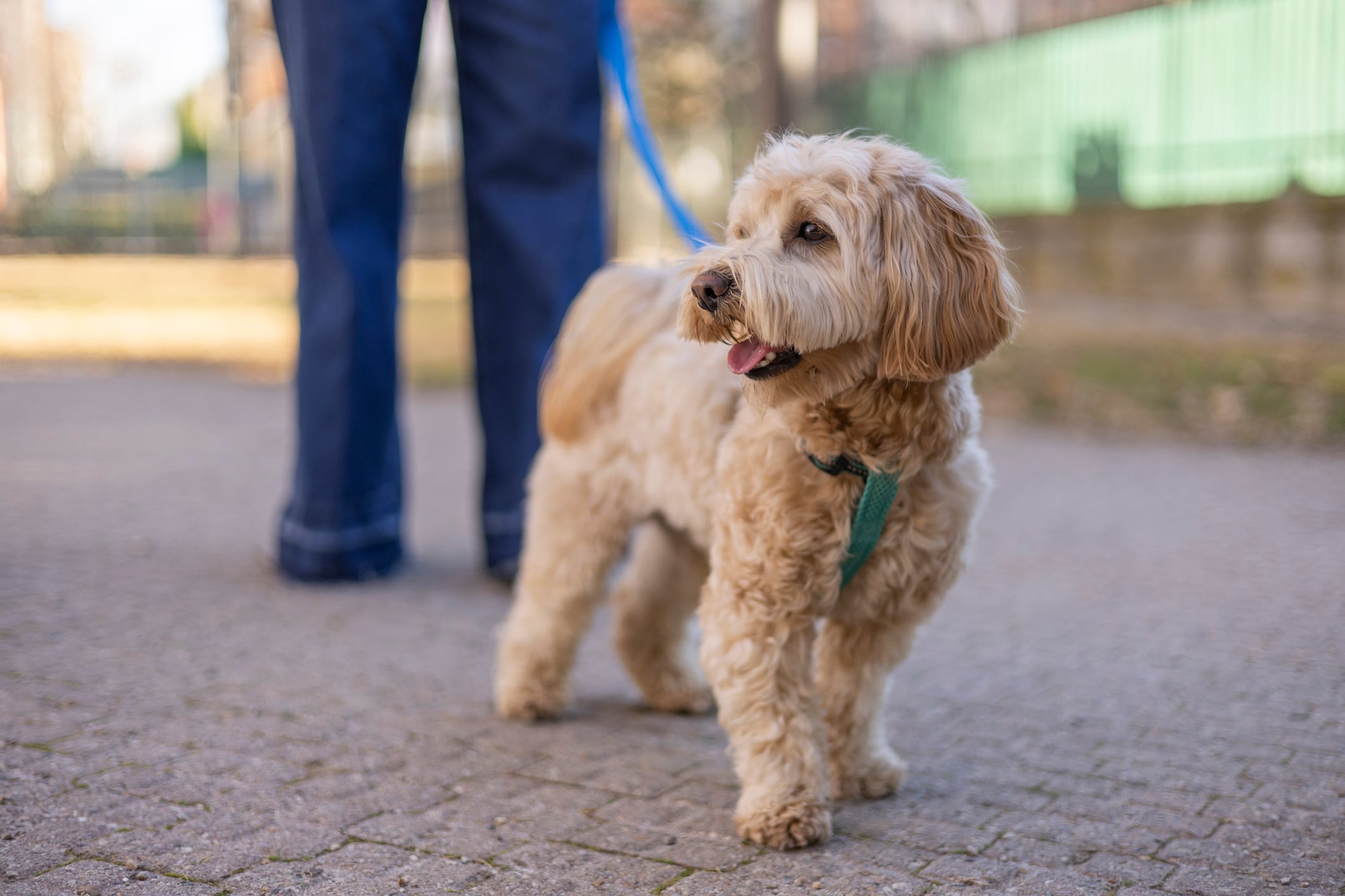 ¡Vamos Palencia! presenta sus propuestas para mejorar la ordenanza de tenencia animal y apuesta por una normativa más clara y útil