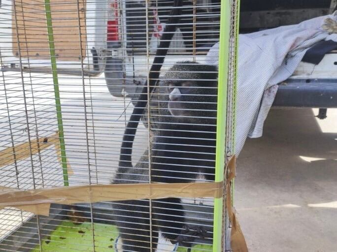 L'animal, una femella adulta de l'espècie Cercopithecus Nictitans, és original de zones boscoses i humides d'Àfrica central occidental.