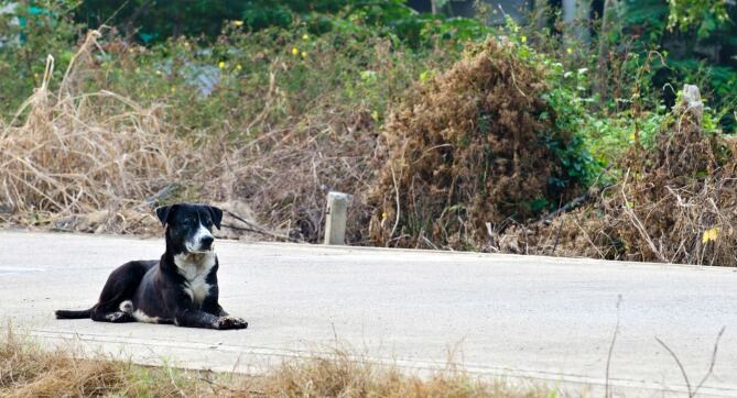 Los perros abandonados aumentan con la crisis