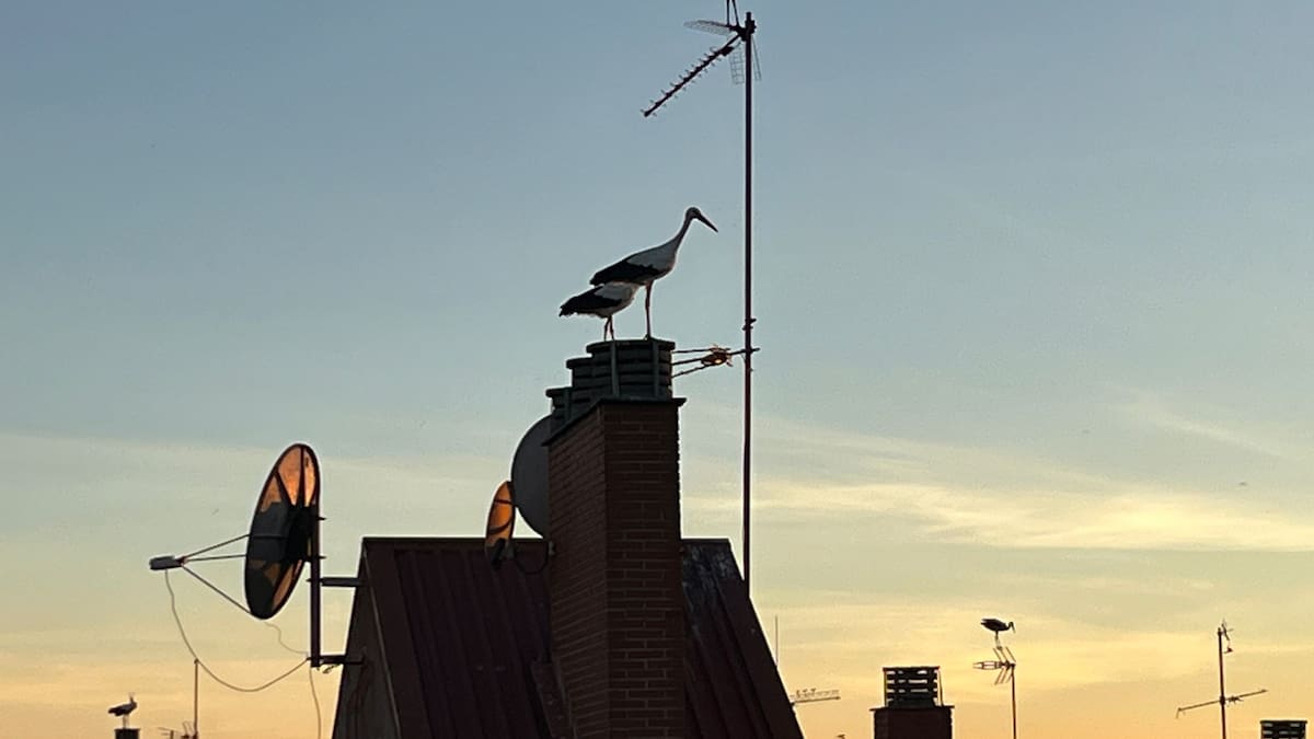 Eduardo Ramírez, vicepresidente de ANAPRI, nos habla del II Censo de Cigüeña blanca realizado en la zona de Colmenar Viejo y Tres Cantos