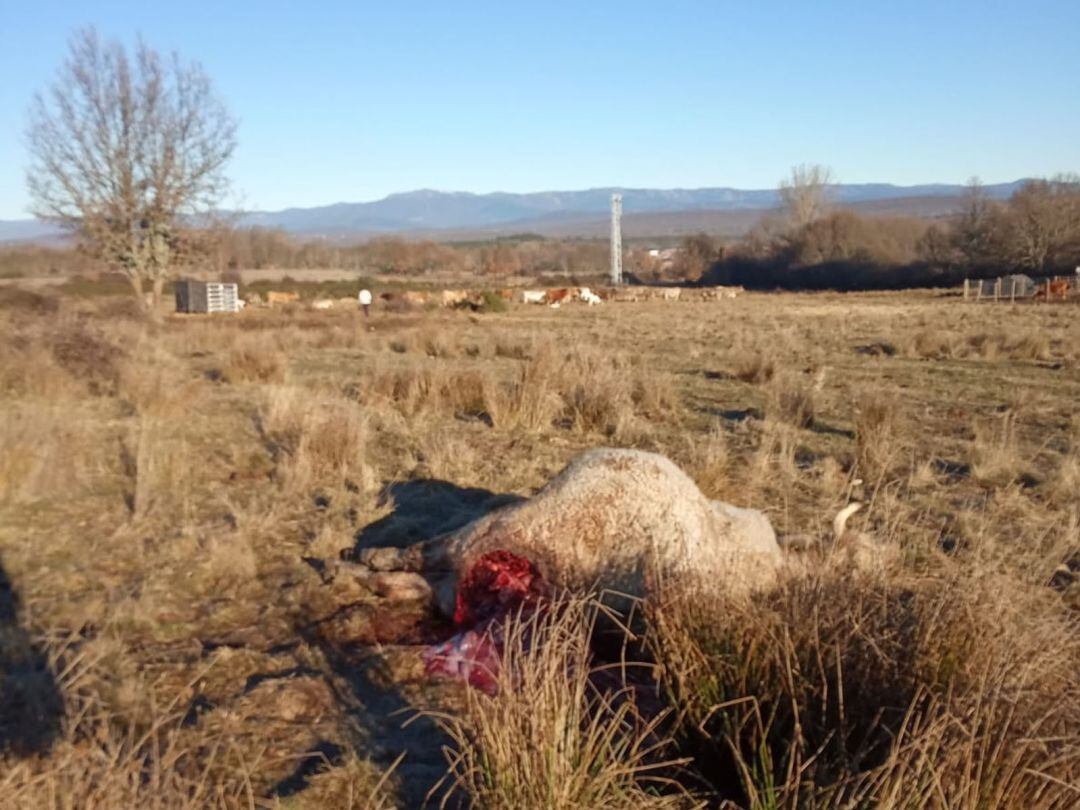 Restos de un ternero tras un atque del lobo en la uan explotación de Codesal el pasado 2 de enero