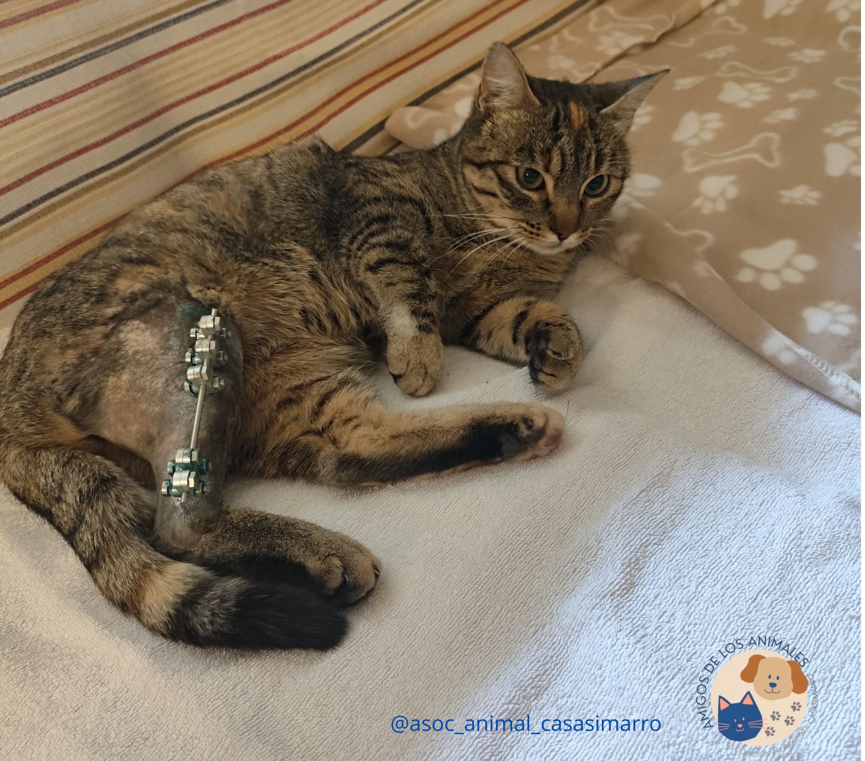 Asociación Amigos Animales de Casasimarro