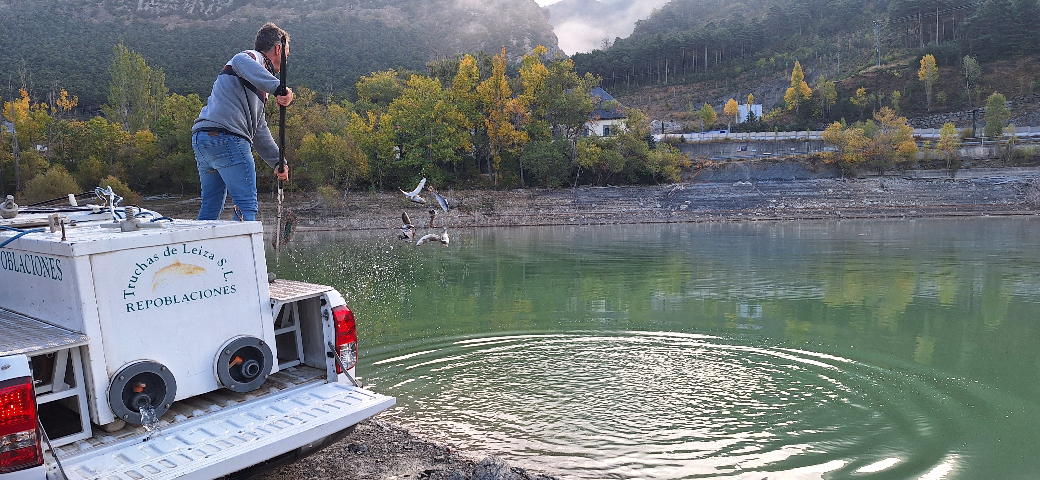La federación ha repoblado el embalse de Arguis con truchas
