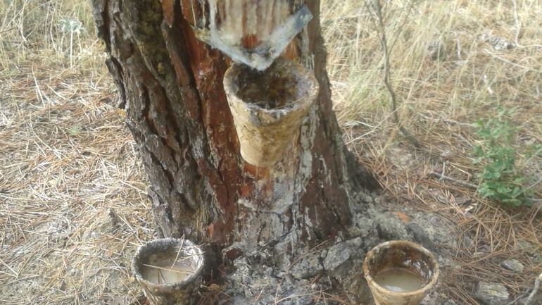 Sistema de recogida de la resina de los pinos en la Serranía de Cuenca.