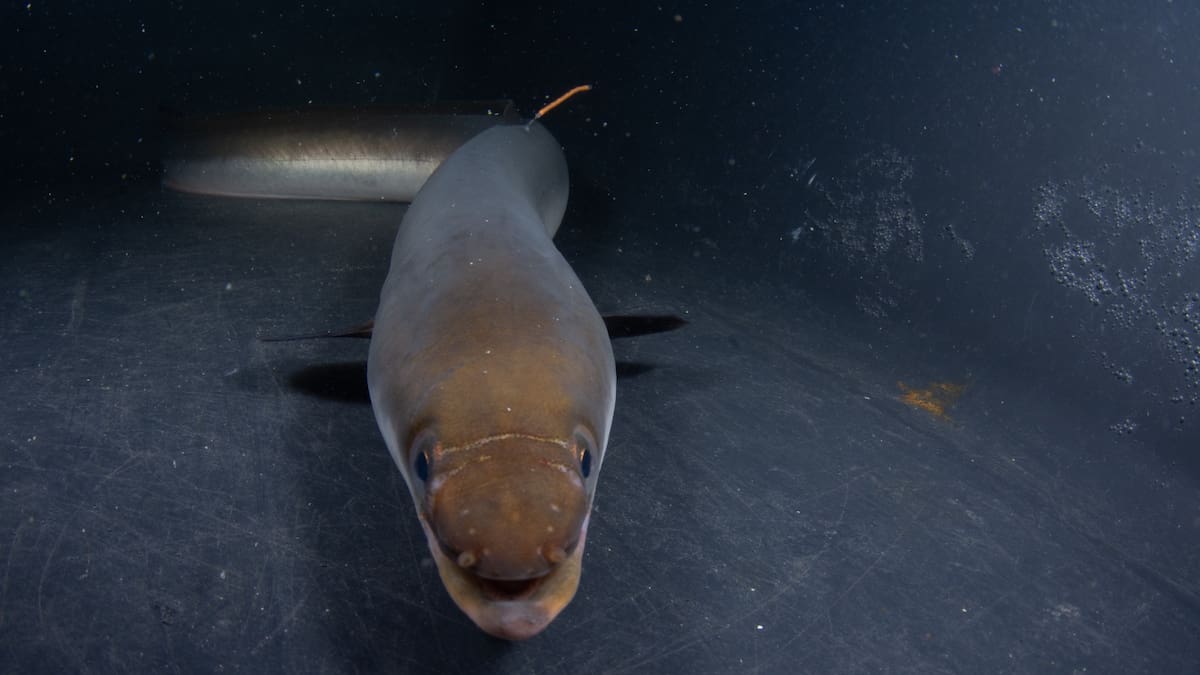 Entrevista María Ángeles de Peñas, ambientóloga y técnica de ANSE
