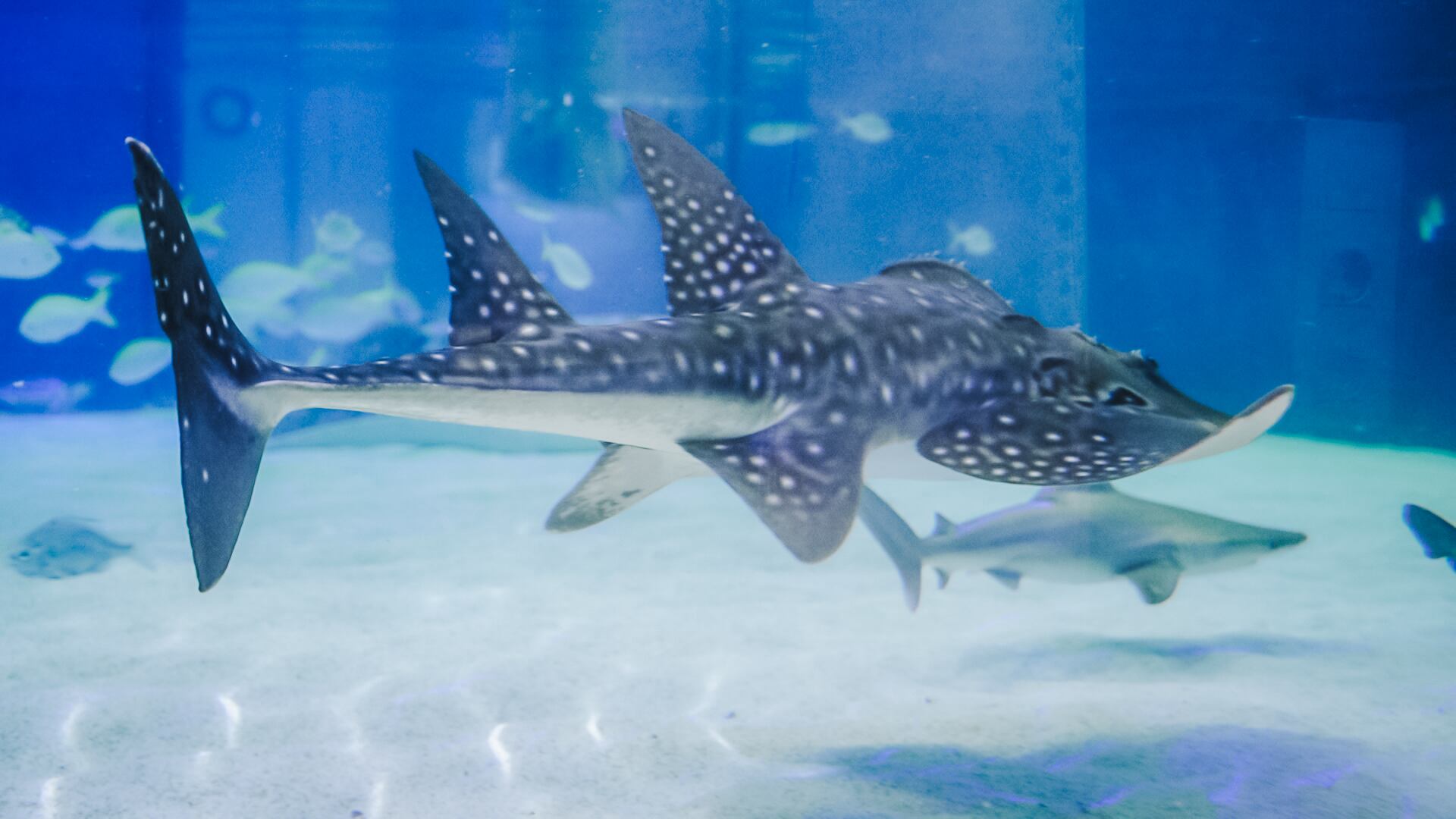 Una de las rhinas en el acuario del Oceanogràfic