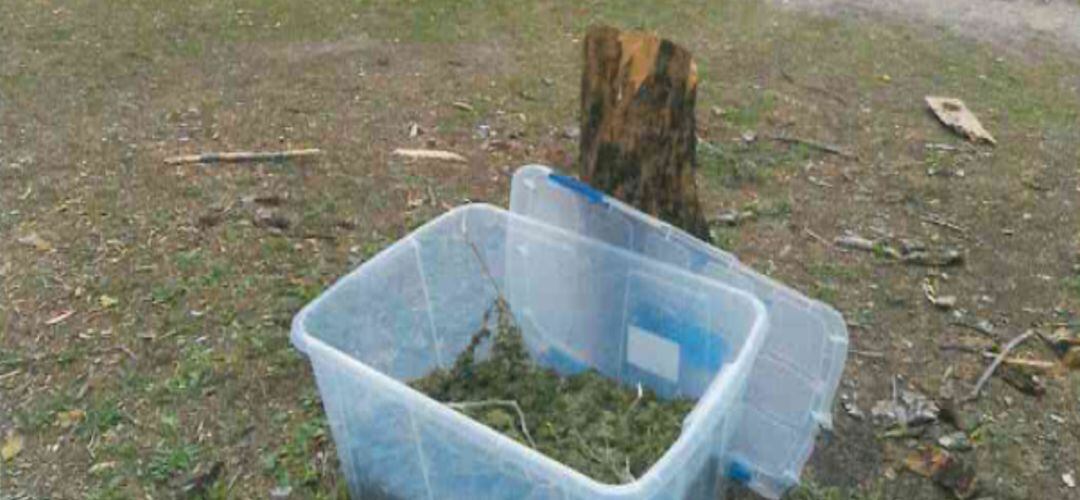 La caja de marihuana hallada en Getafe