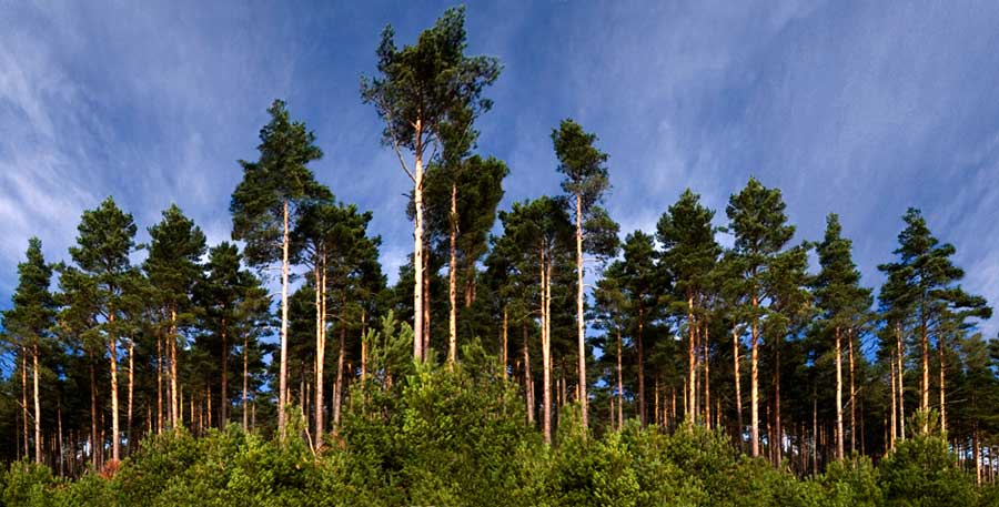 Bosque de Navaleno