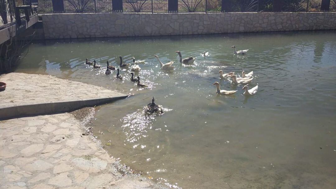 Aves en la pedanía lorquina de Doña Inés