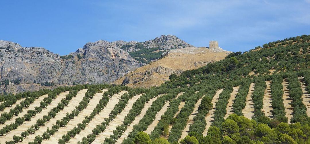 Olivar de la provincia de Jaén.