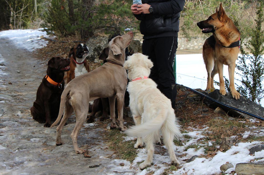 Un cuidador amb els seus gossos