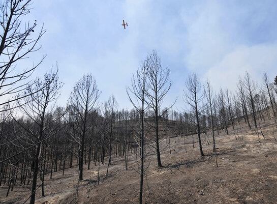 El conseller de Agricultura, Josep Maria Pelegrí, en la comparecencia para dar explicaciones del incendio del Empordá, ha planteado la medida de conmutar condenas de presos con trabajos forestales.