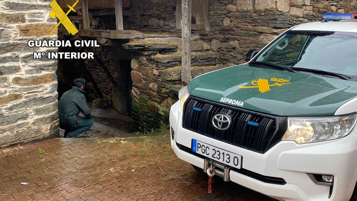 Investigada una mujer en Páramo del Sil por envenenar gatos