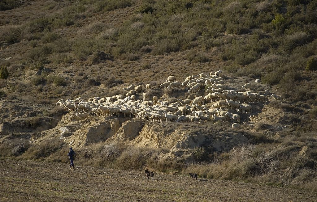 Imagen de un rebaño de ovejas en un campo de los Monegros