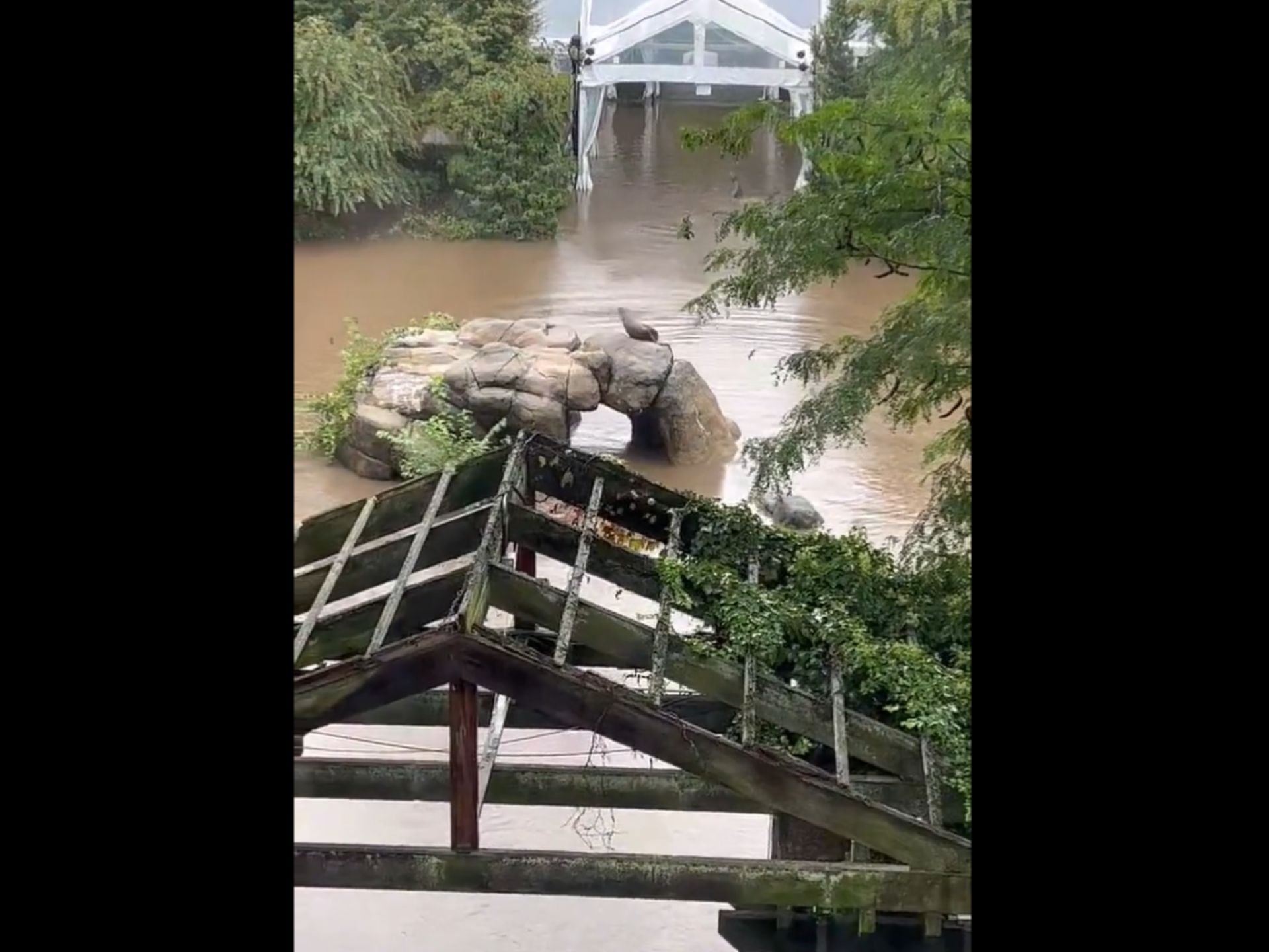 Sally, la leona marina que ha tratado de escapar del zoo de Central Park por las inundaciones de Nueva York