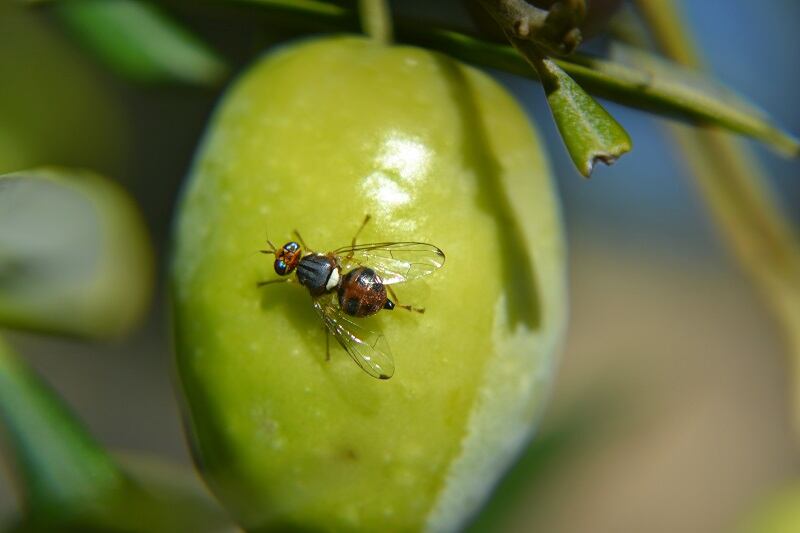 Uno de los insectos sobre una aceituna