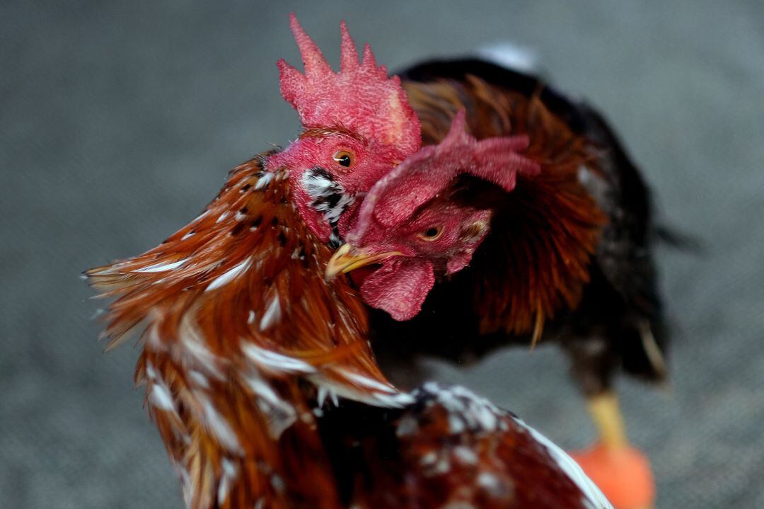 Gallos de pelea (foto de archivo)