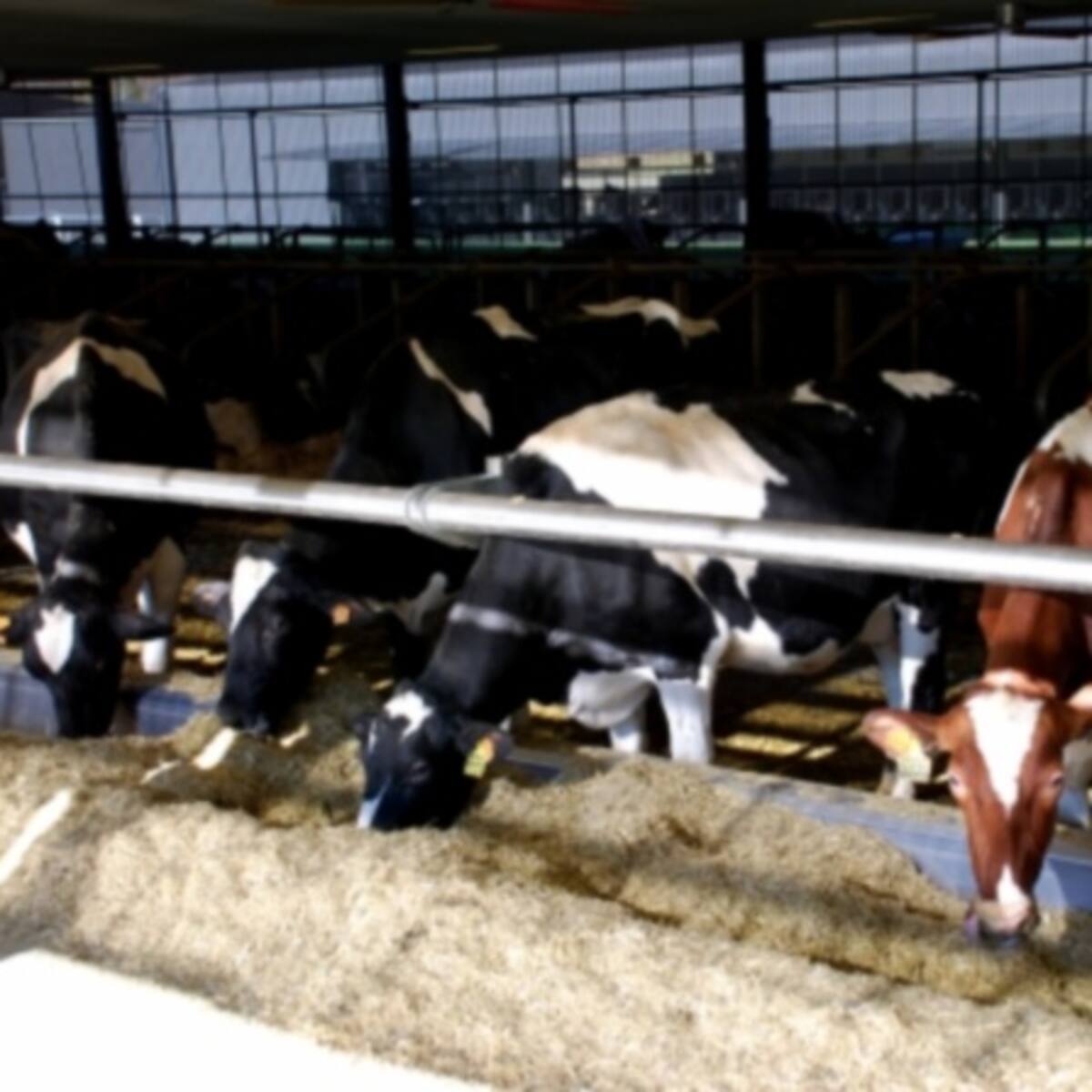 Marxa enrere en el cànon a les granges