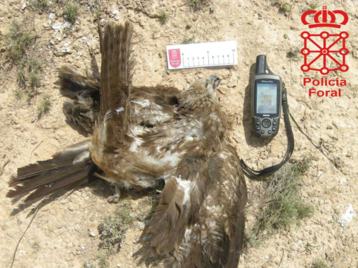 Entrevista con WWF sobre el envenenamiento de aves (16/05/2019)