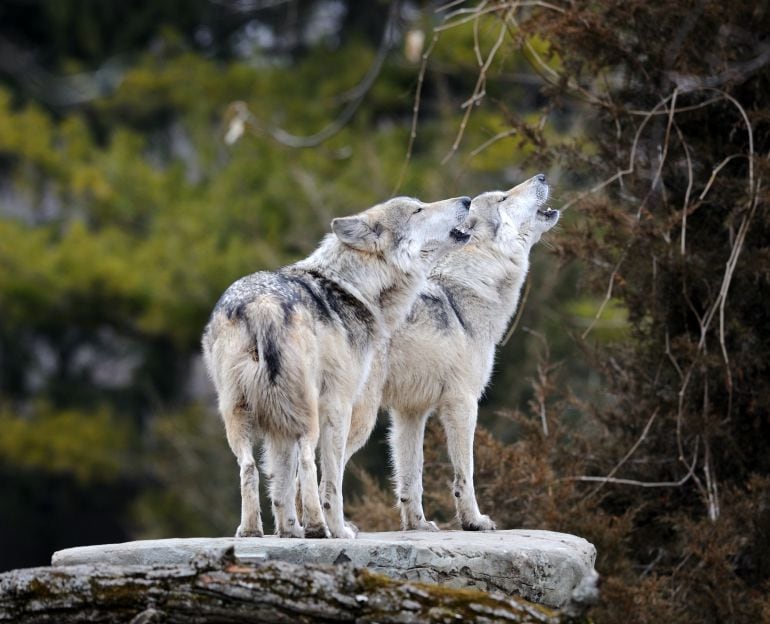 Lobos