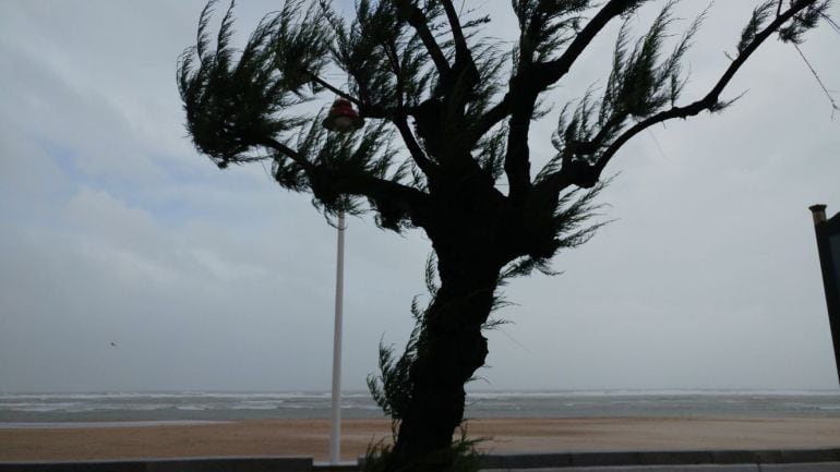 Árbol en el paseo marítimo de Cádiz con las hojas agitadas por el fuerte viento