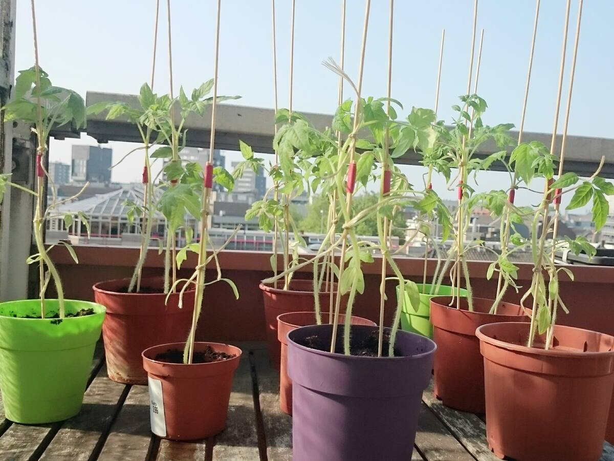 Gandia avanza en el proyecto 'terrats vius' para convertir las terrazas de los edificios en jardines