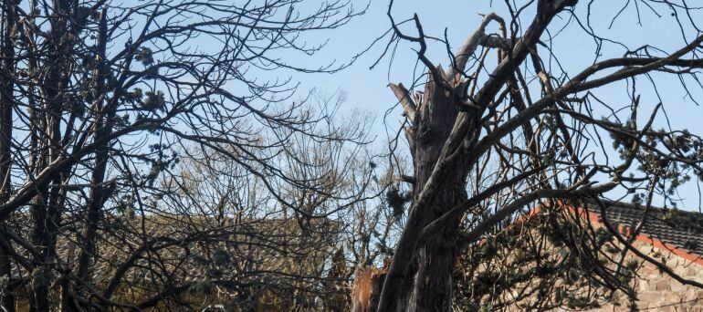 Imatge d&#039;arbres trencats per un fort temporal de vent. 