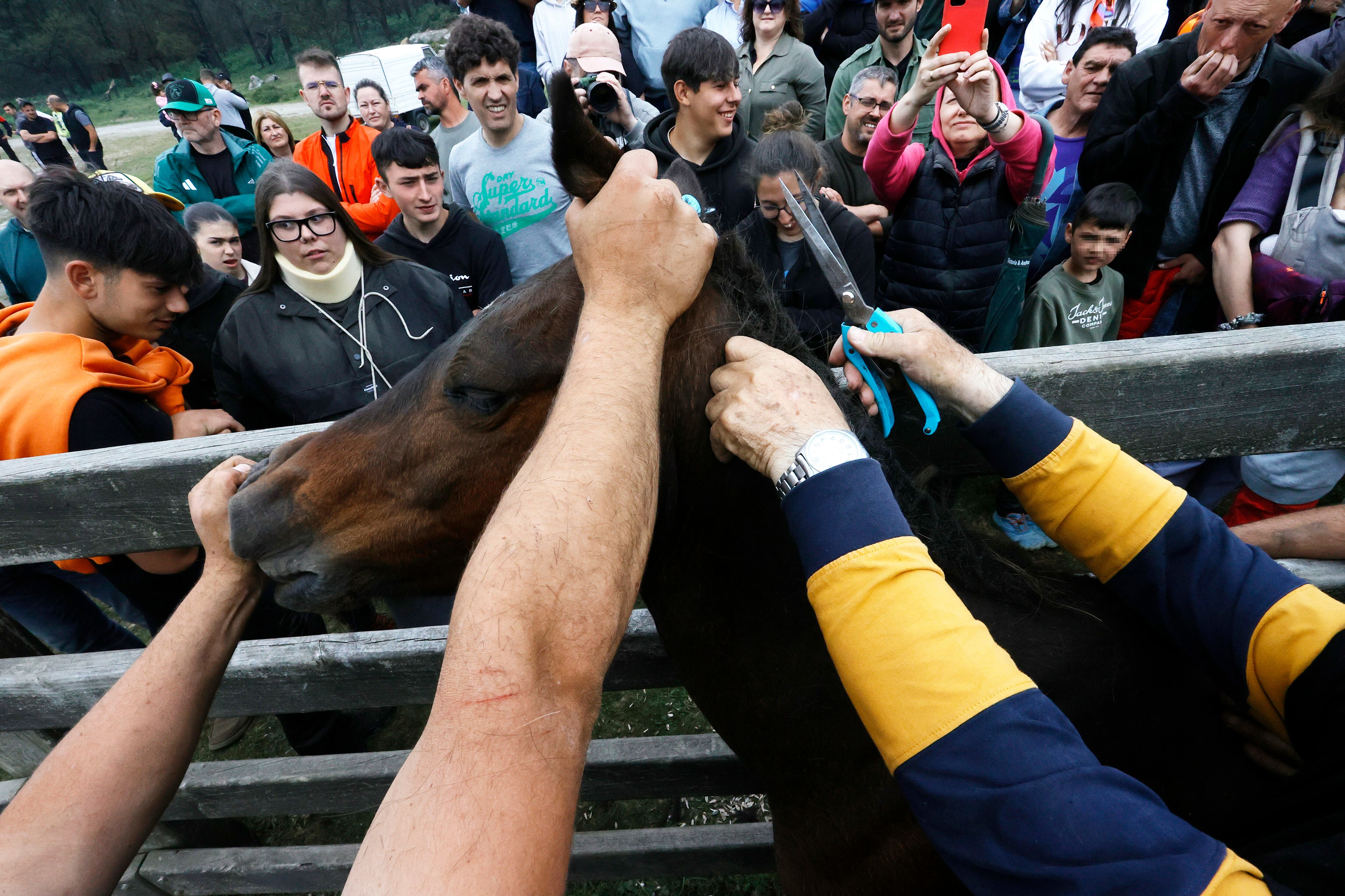 Con más de medio siglo de historia, la Rapa das Bestas de la sierra de A Capelada, entre los municipios de Cedeira y Cariño, reúne a centenares de personas en un curro todavía más popular gracias a la serie televisiva 'Rapa" (foto: Kiko Delgado / EFE)