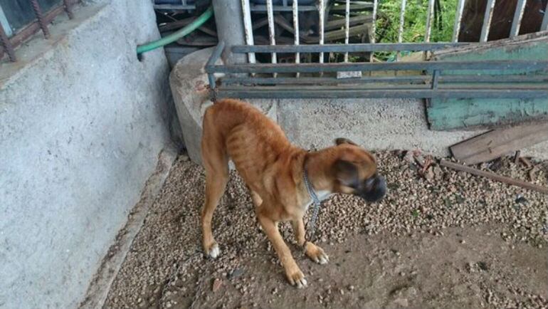 El animal presentaba un alto grado de desnutrición