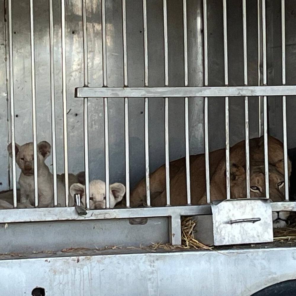 Leones rescatados en Primadomus, en Villena