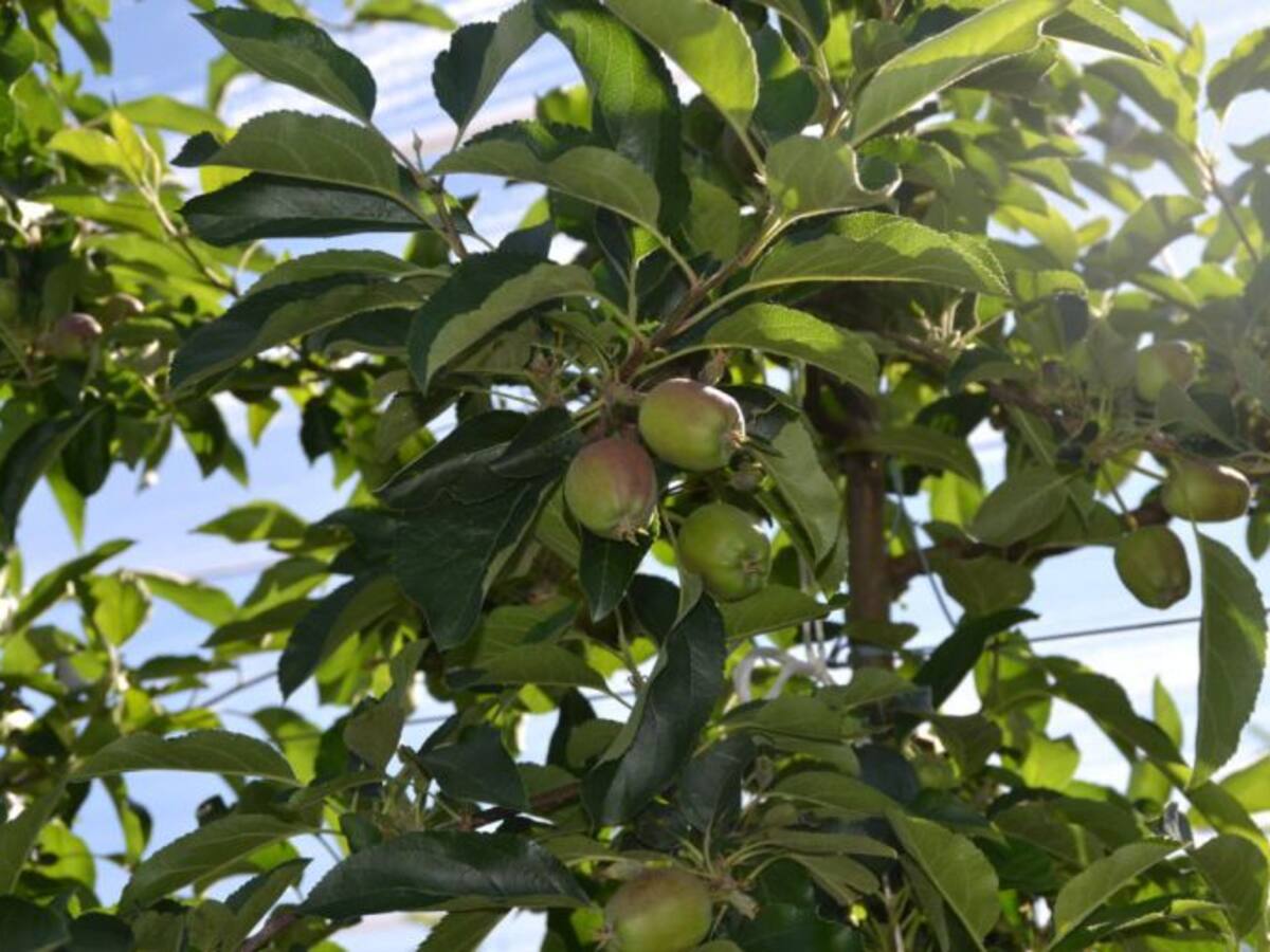 Nufri invertirá 2,7 millones de euros en cámara frigoríficas