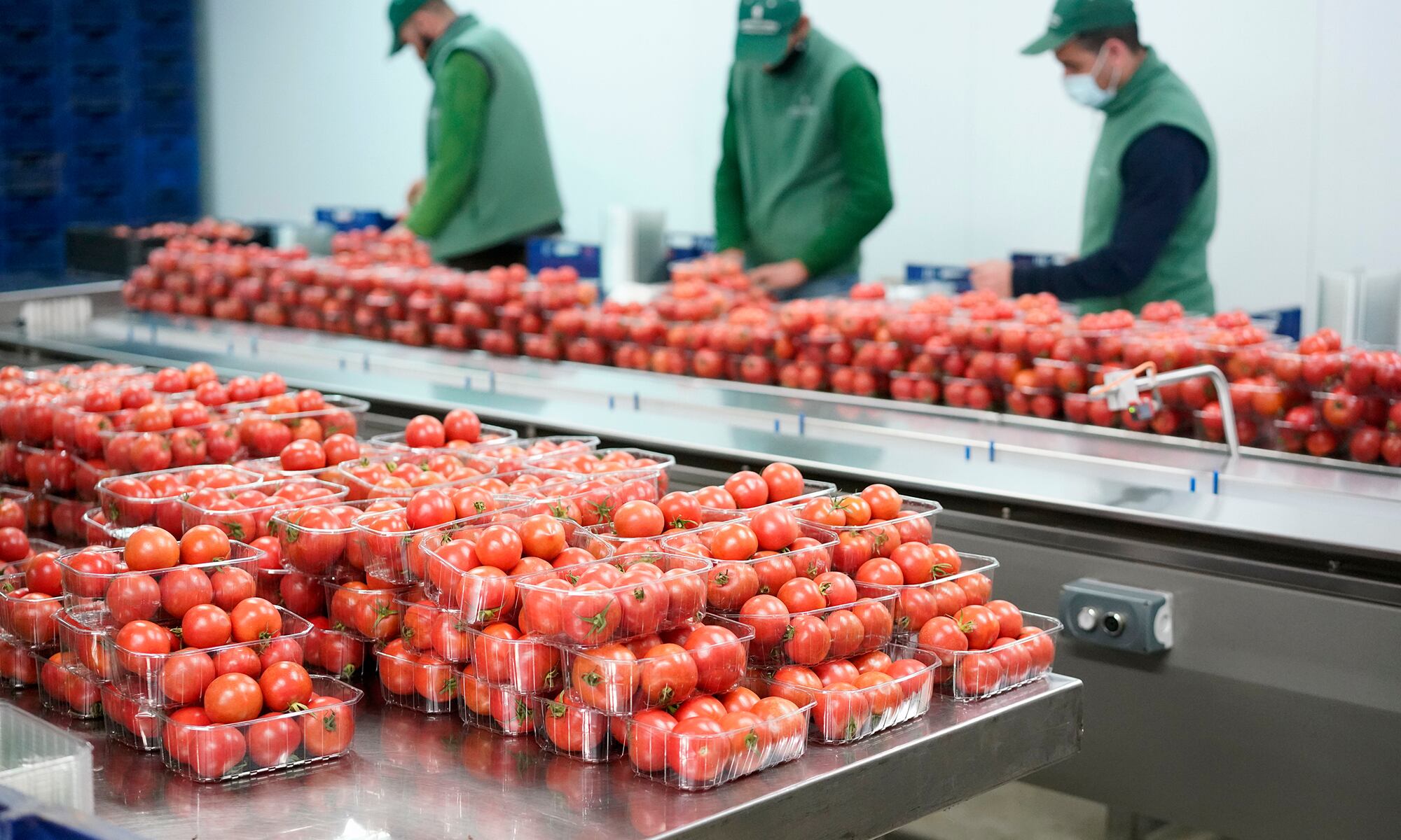 Tomate de ramallet del proveedor Agromallorca