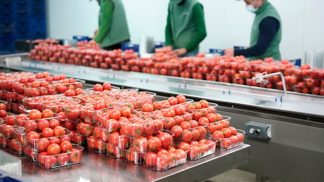 Tomate de ramallet del proveedor Agromallorca