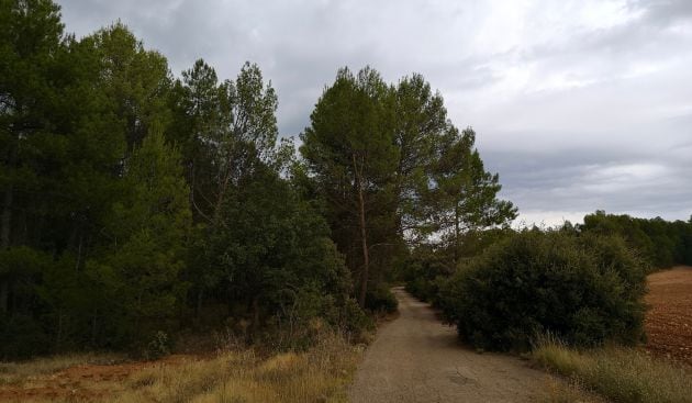 Rodean el paraje bosques de pino silvestre.