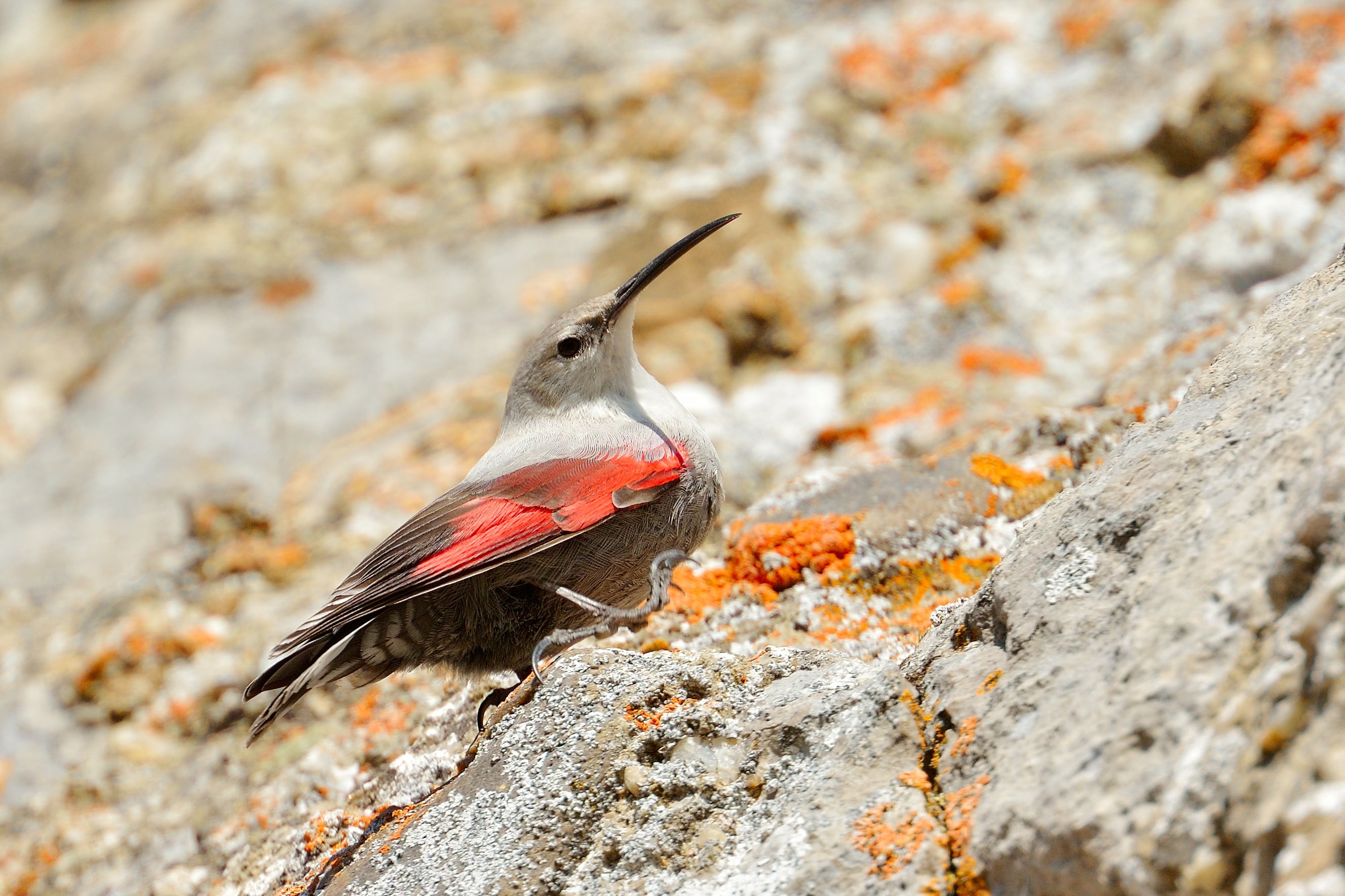 Treparriscos (Tichodroma muraria)