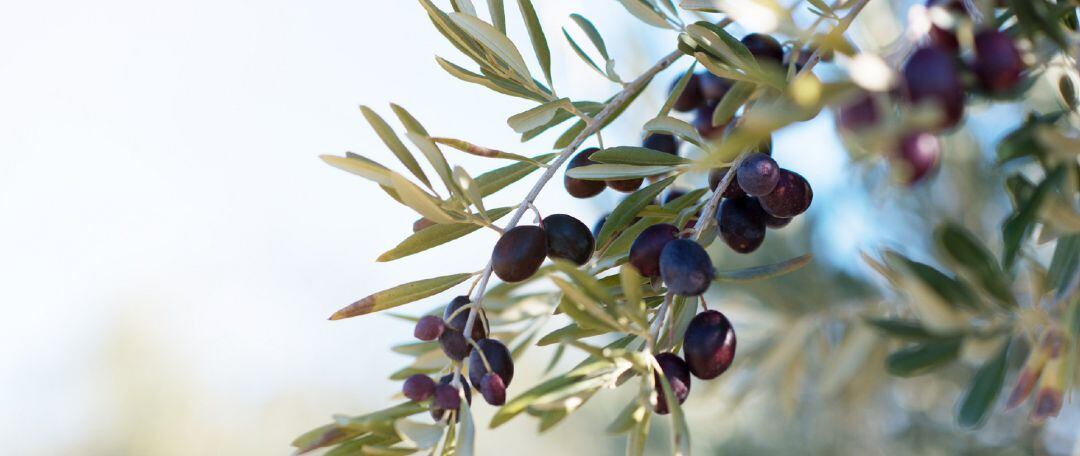 Aceitunas en un olivar.