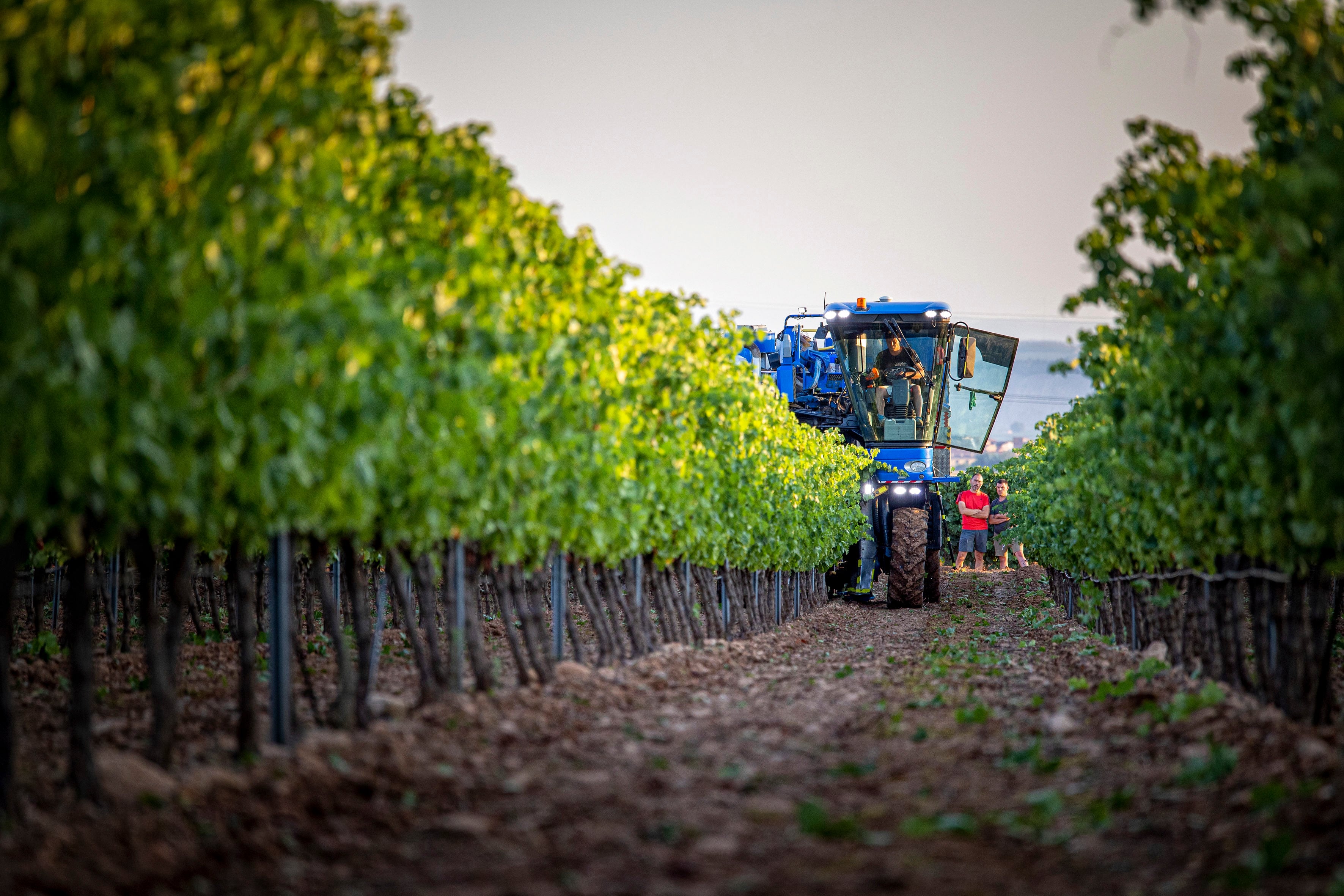 ALDEANUEVA DE EBRO (LA RIOJA), 10/08/2022.- La vendimia de 2022 ha comenzado este miércoles en la Denominación de Origen Calificada (DOCa) Rioja, con la recogida de la uva blanca tempranillo de la bodega cooperativa Viñedos de Aldeanueva de Ebro, que es la mayor cooperativa de Rioja con 3.000 hectáreas de viñedo. Una vendimia marcada por las altas temperaturas que ha adelantado la recogida de la uva. EFE/Raquel Manzanares
