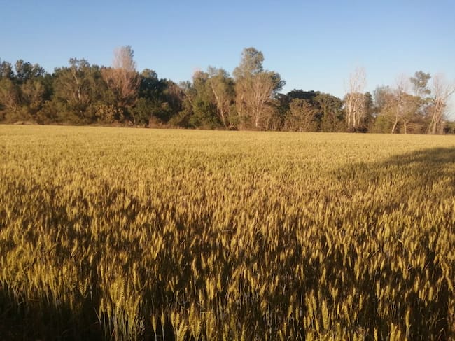 Campo de cereal en la provincia de Huesca