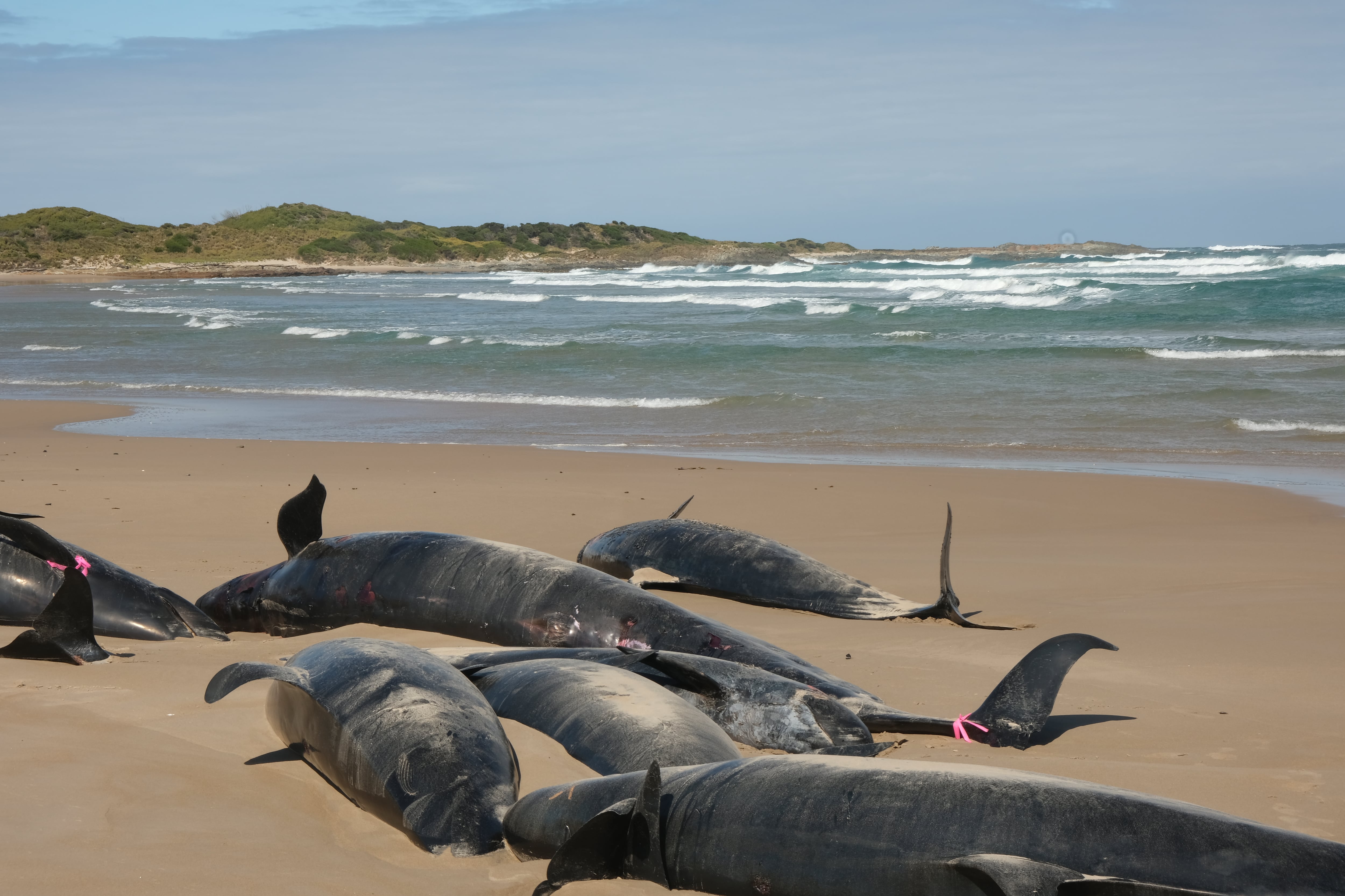 Un equipo científico de Australia aplicó métodos de eutanasia a decenas de ballenas del grupo de 157 que se habían quedado varadas