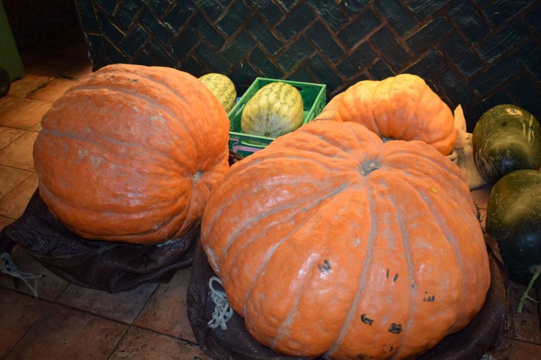 Imagen de las calabazas concursantes