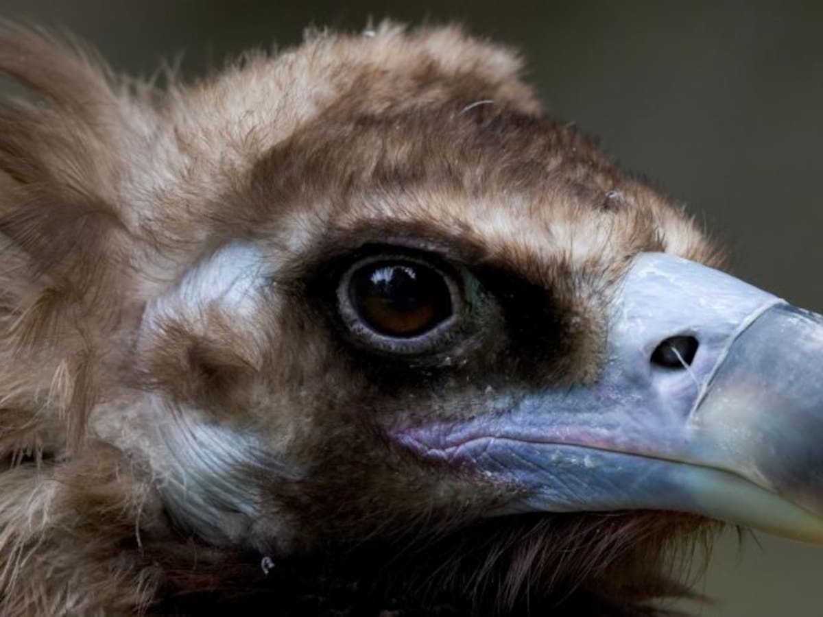 ¡Eres un buitre! Utilizar a los animales como insulto