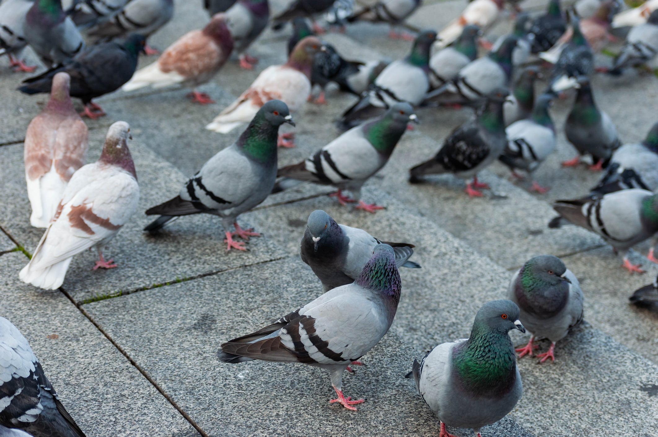 Un grupo de palomas urbanas