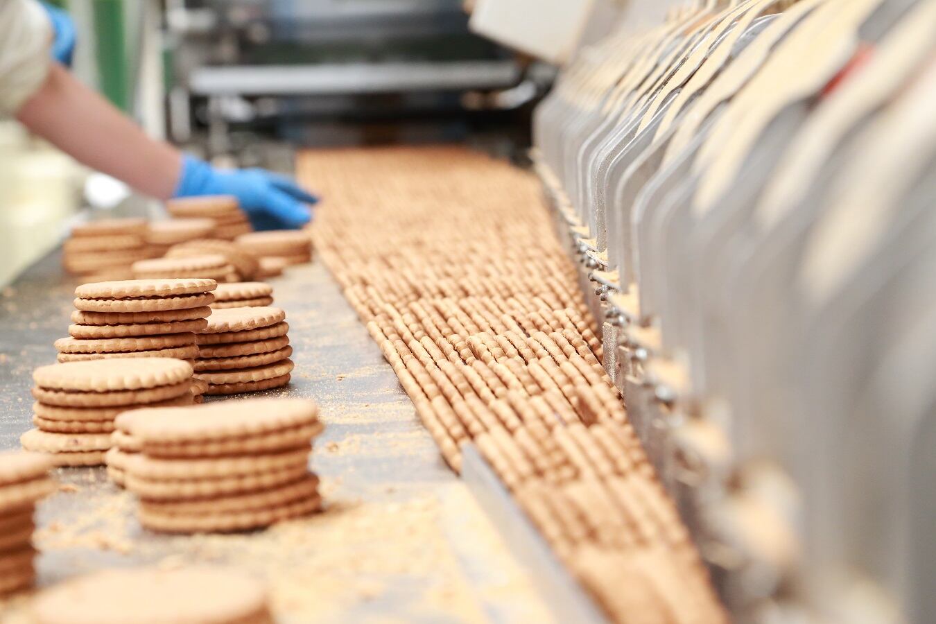 Una trabajadora coloca las galletas para su envasado