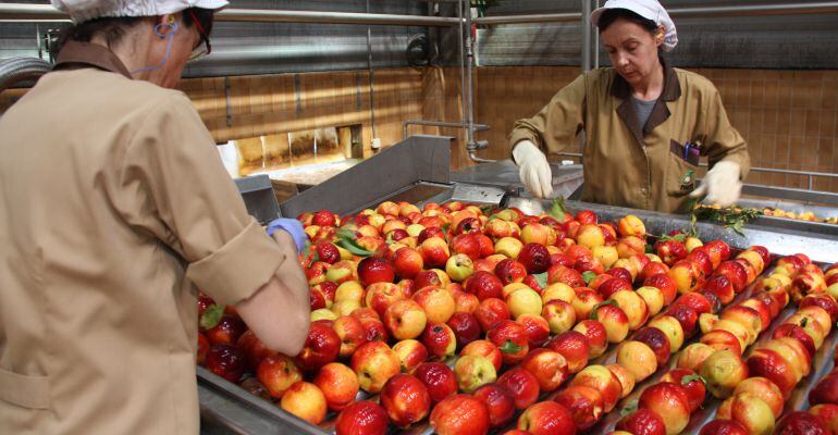 Nectarines retirades del mercat per fer-ne suc arran de la crisi de preus de la fruita dolça