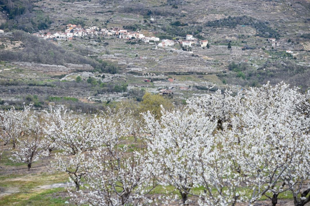 Varios árboles de cerezo durante su floración en una de las sierras del Valle del Jerte en la localidad de Rebollar, Cáceres, Extremadura, (España)