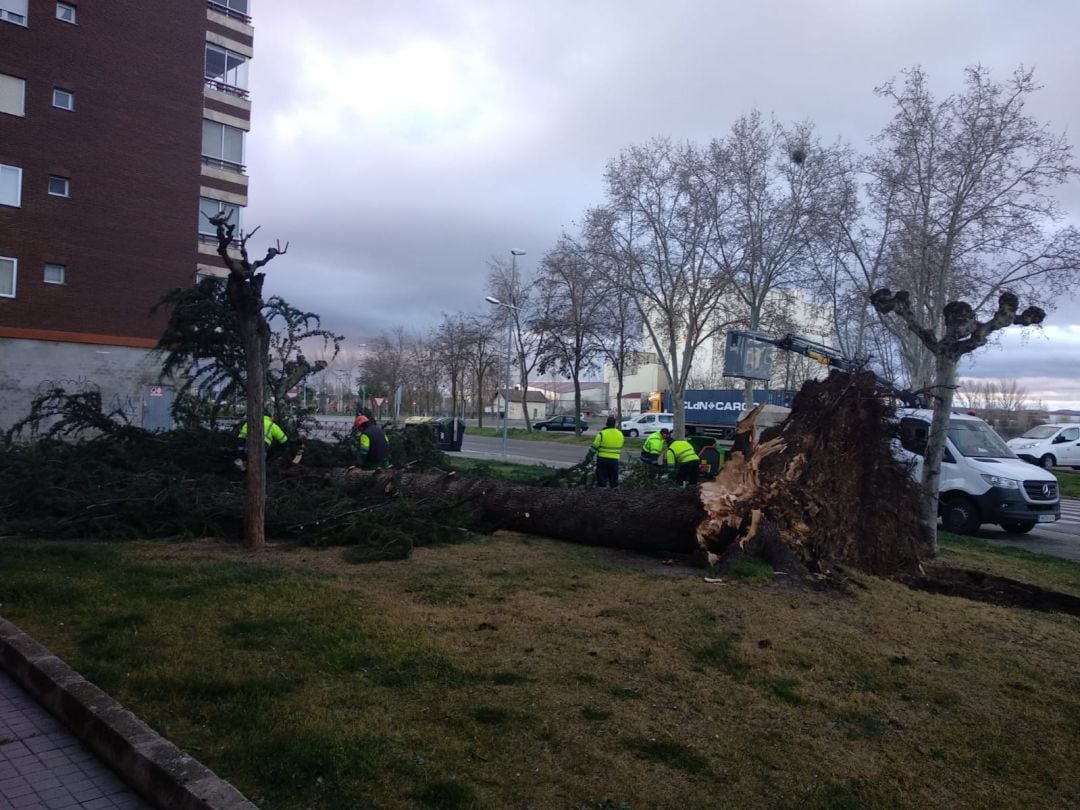 La fuerza del viento logró derribar este árbol en el polígono residencial