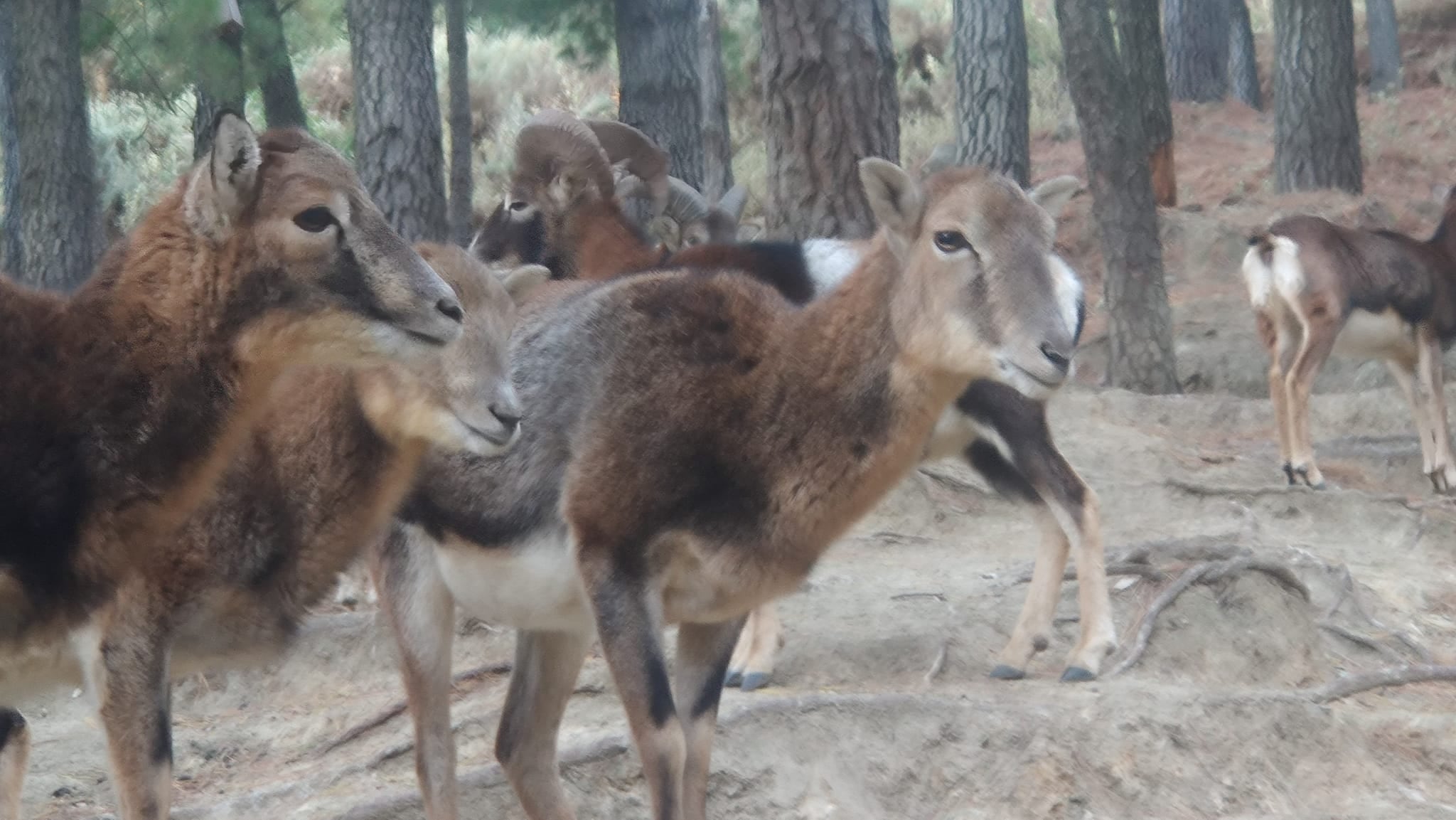 Algunos de los animales en la reserva de Ojén (Málaga)