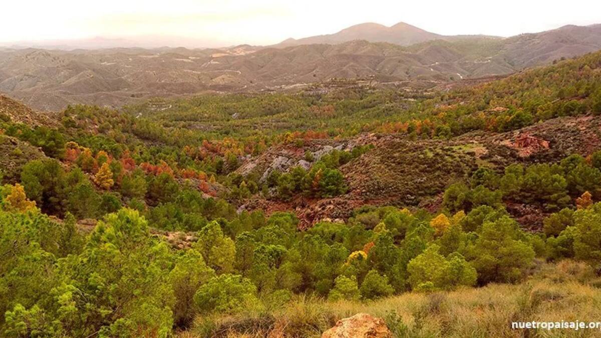Pedro Quiñonero, responsable de Bosqueo2 de Lorca.