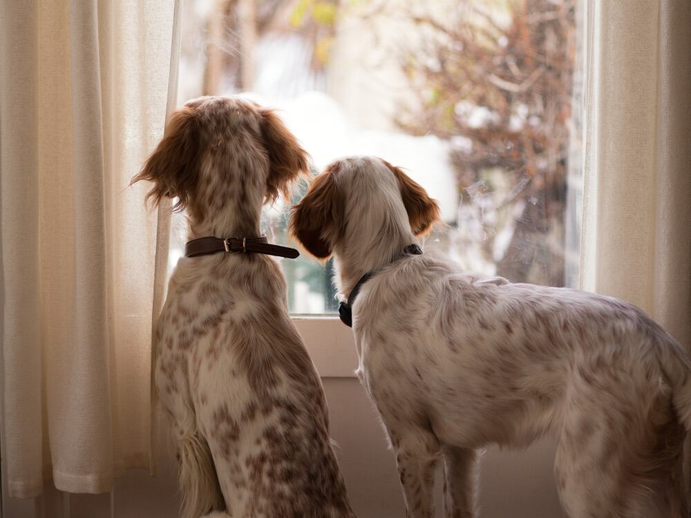 Los perros durante su estancia sin sus dueños